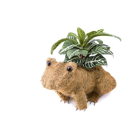 Greengrass Coco Animal Planter - Frog GR2585910